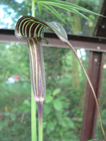 /album/fotogalerie-nabidka/arisaema-ciliatum-libuanense-jpg/